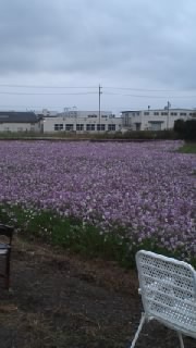 コスモス畑 2012/11/02 23:10:22