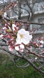 開花情報(*^o^*) 2013/04/02 10:14:21