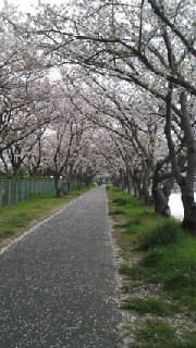 開花情報(*^o^*) 2013/04/04 20:25:25