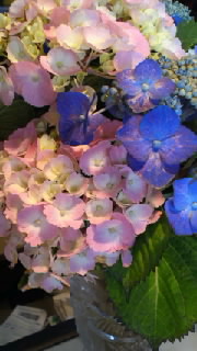 紫陽花 2013/06/14 10:16:51