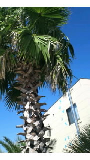 南の島(￣∀￣) 2012/09/10 14:16:29