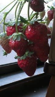 プチいちご狩り！ 2013/03/14 16:21:56