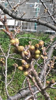 開花情報** 2013/03/21 20:07:59