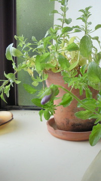 今日のチッチャイ幸せ (* ´∀｀*) 2014/06/20 15:58:05