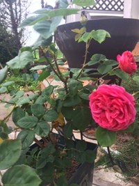 美しい薔薇が咲きました・・・♡