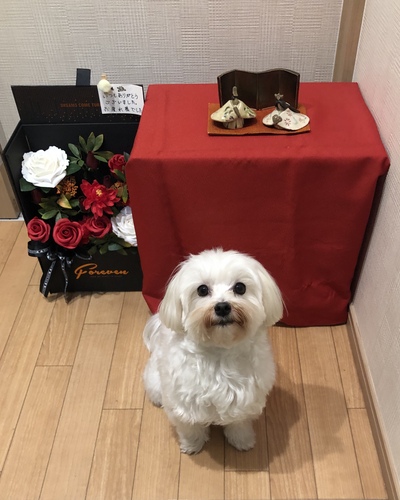 シロ子のひな祭り ルナ動物病院 スタッフブログ