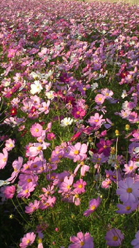 コスモス畑 2011/10/31 11:11:43