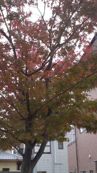 つぶやき‥ 2011/11/29 16:59:03