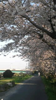 桜・桜・桜 2012/04/08 21:30:45