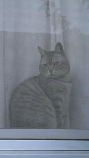 猫 2012/04/16 20:25:53