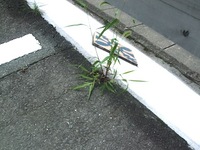 掃除の日 2011/06/27 17:52:01