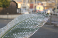 雪が降っています！ 2012/02/02 16:52:33
