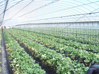 いちご狩り(v´∀｀)ﾊ(´∀｀v) 2012/02/23 23:02:38