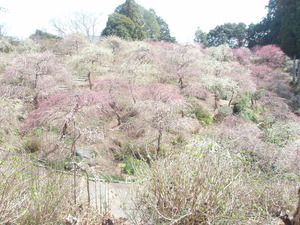 掛川散策