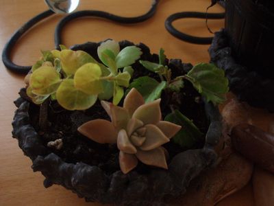 ときわ屋さんにて