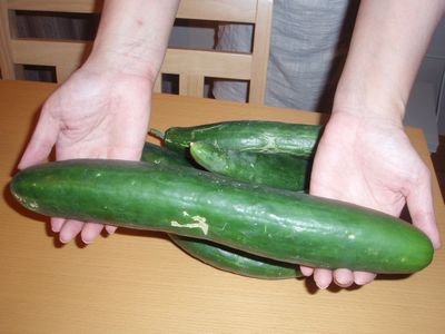 メガきゅうり