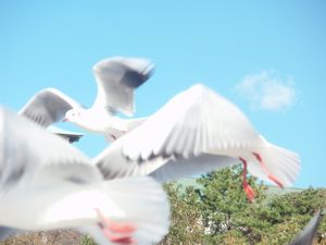 竹島