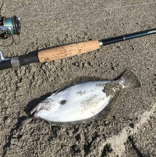 午前のサーフ釣果