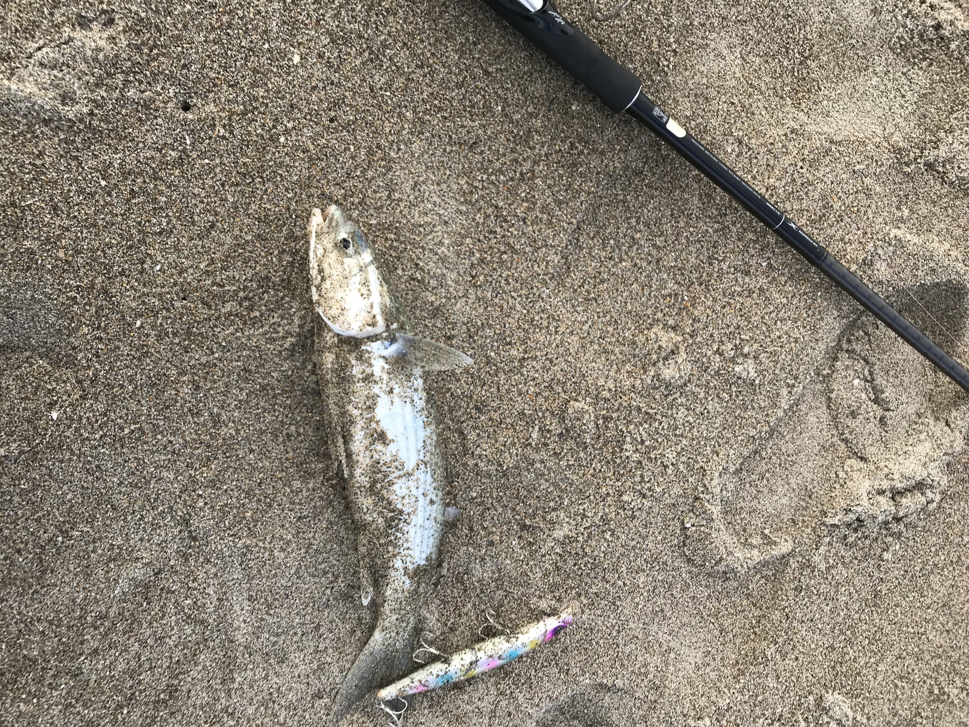 10月3回目のサーフ釣果