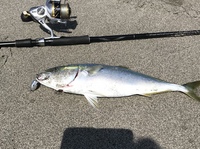 昼間のサーフ釣果 2020/03/19 18:01:06