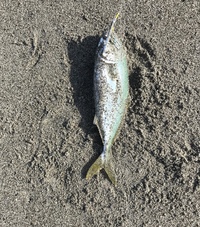 真夏のサーフ釣果 2020/08/14 20:13:03