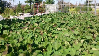１１月２８日（金）袋井保健センターでママだらです☆