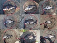 黒鯛：ツ抜けの１枚はお預けで！ 2021/04/30 18:54:00