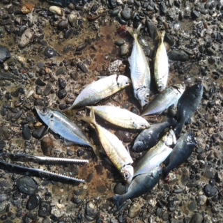 アジ狙いから黒鯛釣りに変更～！！