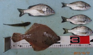 カレイ：初の海釣りで！！
