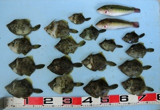 カワハギ釣り：フグが多いよ！！