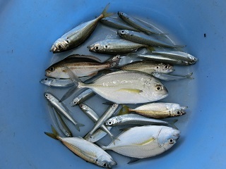 サビキ釣りで引きが強かった魚は…！！