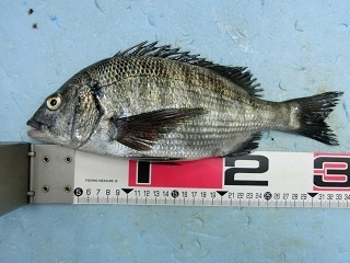 黒鯛：やっと釣れた！！