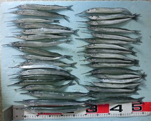 サヨリ：たっぷり釣れました～！！
