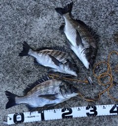 黒鯛：当たり小さく魚も…！！