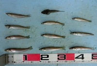 キス釣り：今季初のツ抜け！！ 2021/05/06 18:03:00