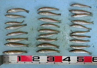 キス釣り：予想以上に釣れた！！