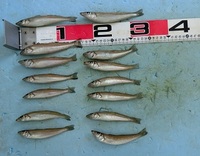 キス釣り：釣り日和なのに！！ 2021/05/31 18:02:00