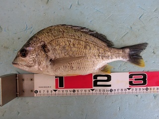 キビレ釣り、開幕！！