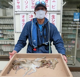 タコ：少し大きくなったかな？？