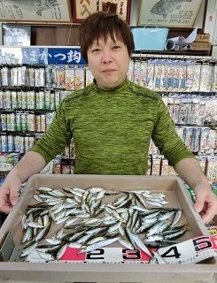 アジとサバ：次から次へと！！