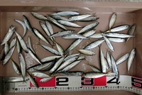 サバとアジが釣れたよ！！ 2021/05/08 18:52:00
