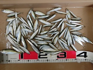 アジも少し釣れたよー！！