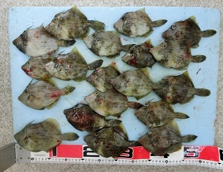 のんびりとカワハギ釣りを！！