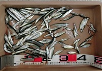 やっとアジが釣れた！！ 2021/05/11 18:21:00