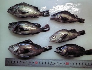 メバル：今朝は寒かった！！