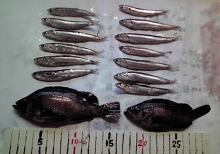 メバル：イワシも釣れたよ！！