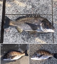 黒鯛：連日釣行！！ 2021/05/02 18:01:47
