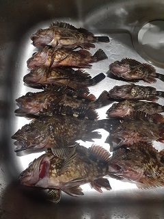 初釣りはカサゴ！！