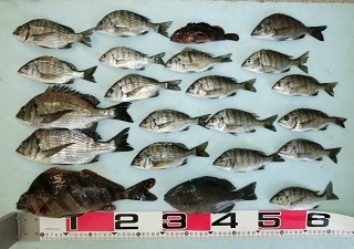 チンタ釣りは まだできそうだ！！