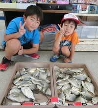 ヘダイが沢山いるよ！！